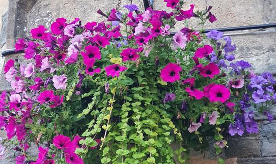 Hanging Baskets